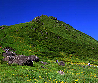 秋田駒ヶ岳高山植物帯