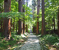 羽黒山のスギ並木