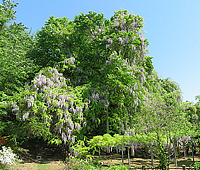 藤島のフジ