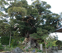 称名寺のシイノキ