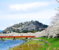 檜木内川堤（サクラ）